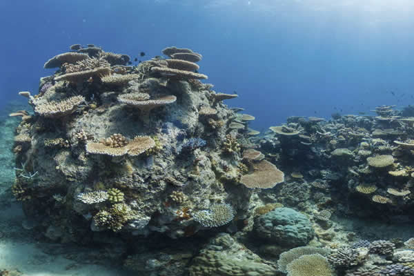 L’impression 3D vole au secours des récifs au large du Cap d’Agde