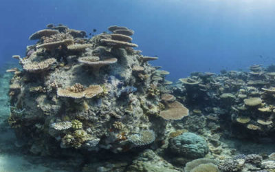 L’impression 3D vole au secours des récifs au large du Cap d’Agde