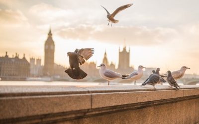 Clermont-Ferrand : la LPO locale vient en aide aux oiseaux grâce à l’impression 3D