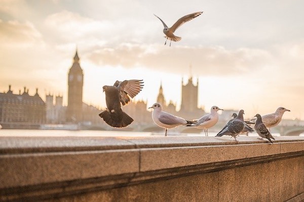 Clermont-Ferrand : la LPO locale vient en aide aux oiseaux grâce à l’impression 3D